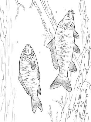 Раскраски Карп