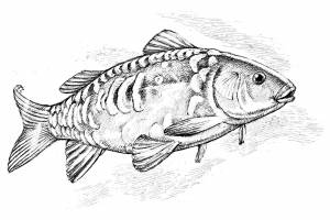 Карп рисунок карандашом