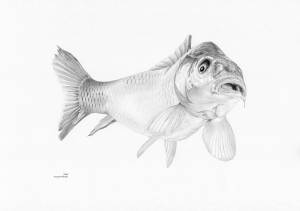 Карп рисунок карандашом
