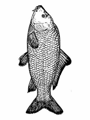 Раскраски рыба карп