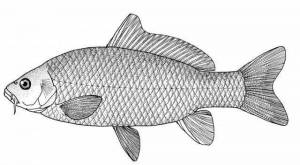 DataLife Engine > Версия для печати > Раскраски рыба карп