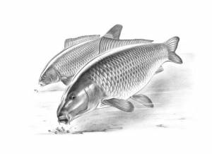 Карп рисунок карандашом