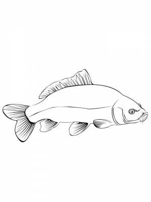 Раскраска рыба Карп   в формате