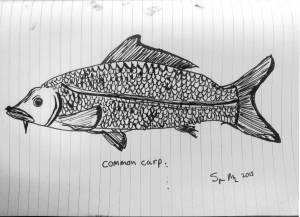 Карп рисунок карандашом