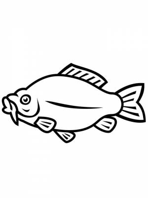 Раскраска рыба Карп   в формате
