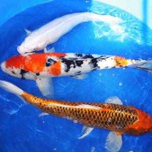 Карп Кои крупный