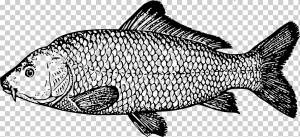 Кои золотая рыбка карп рыбалка рисунок, рыба, животные, морепродукты, монохромный png