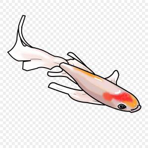 Рисованной карп Koi Цветной кальмар PNG , карп, Цветной кальмар, праздник PNG картинки и пнг PSD рисунок для й загрузки