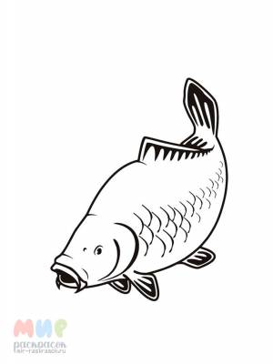 Раскраска Рыба Карп