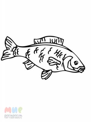 Раскраска Рыба Карп