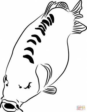 Раскраска Карп