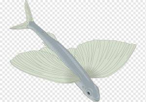 Рисунок летучей рыбы, peces, морепродукты, фотография, фауна png