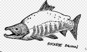 Суши Sockeye salmon Рисование Лосось