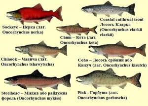нерка и кижуч сравнение рыбы