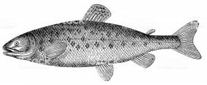 Atlantic salmon , antique black and white illustration