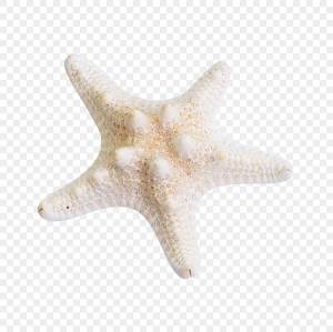 морская звезда PNG рисунок, картинки и пнг прозрачный для й загрузки