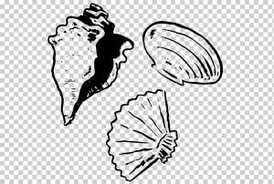 Clam Seashell Книжка-раскраска Рисунок Устрица, морская ракушка, белый, млекопитающее, лицо png