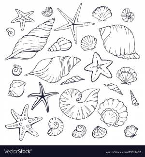 Раскраски ракушки морские