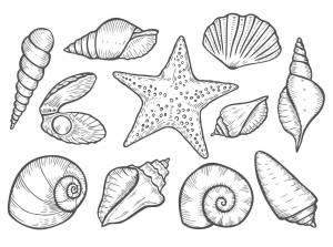 Ракушки черного моря