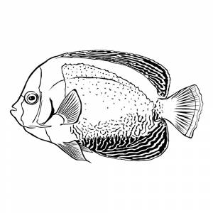 Раскраска Рыба Морской ангел