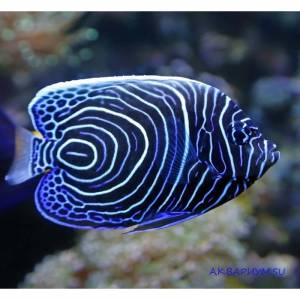 Ангел императорский