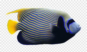 Рыба-ангел Рыба кораллового рифа, рыба, синий, животные png