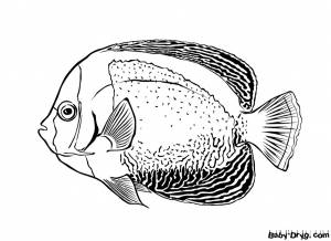 Раскраска Рыба Морской ангел для детей