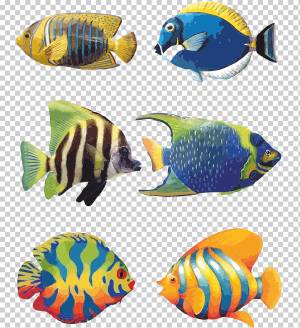 Разноцветные рыбы, Кои Angelfish Тропические рыбы Рисунок, Аквариумные рыбы, акварель, карандаш, животные png