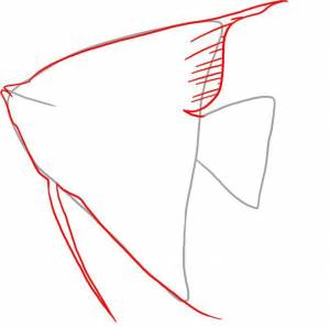 Как нарисовать рыбу ангел поэтапно 2 урока