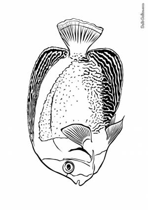 Раскраска Рыба Морской ангел