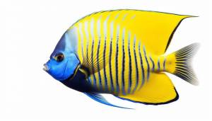 Изолированный вид сбоку рыба-ангел