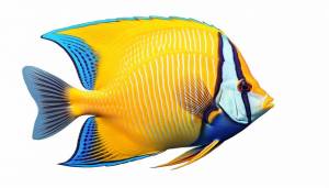 Изолированный вид сбоку рыба-ангел