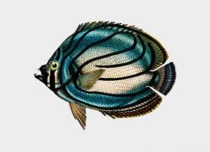 Императорская рыба ангел