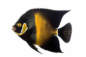 Рыба-ангел на белом фоне