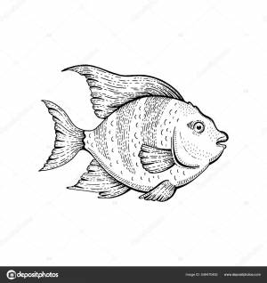 Тропическая Рыба Векторный Набросок Животного Чёрная Рыба Ангел Рисование Аквариума Векторное изображение ©OlgaChernyak 549470492