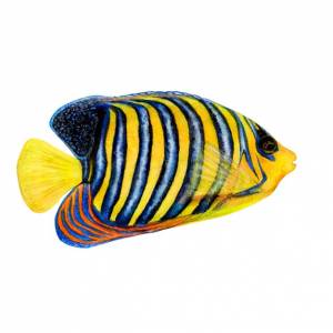 Акварельный рисунок королевского ангела на белом фоне реалистично нарисованная подводная картина для иллюстраций наклейки логотип плакат