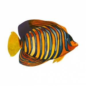 Тропическая рыба акварельная иллюстрация королевская рыба-ангел, нарисованная вручную акварелью на белом фоне