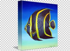 Французская рыба-ангел Император рыба-ангел Королева рыба-ангел, рыба, животные, рыба-ангел, холст png