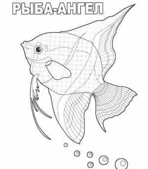 Раскраски рыбы морские с названиями