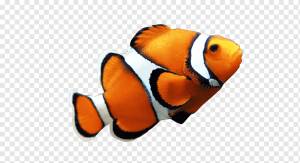 оранжевый клоун иллюстрация, покинуть The Material, апельсин, аквариум Рыба png