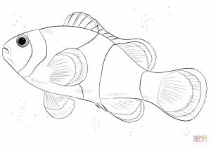 Fish Coloring Pages