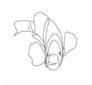 Рыба-клоун, морское животное, плавающее в море, рисует линейную мультяшную раскраску