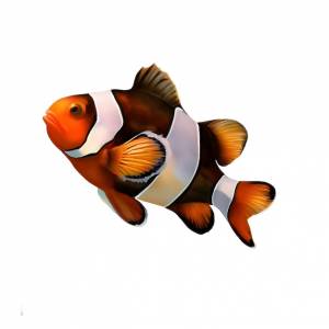 Рисунок рыбы-клоуна на белом фоне клипарт