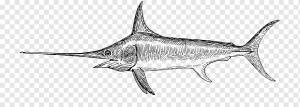 Swordfish Drawing Line art, Меч-рыба, морские млекопитающие, морепродукты, фауна png