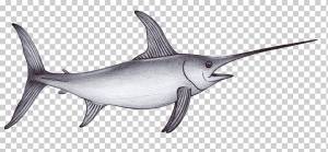 Рисунок Морская Акула Рыба-Меч Эскиз, Рыба-Меч, Млекопитающее морское, медуза, животное png