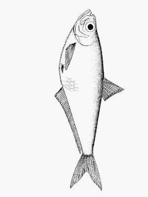 Раскраски Сельдь