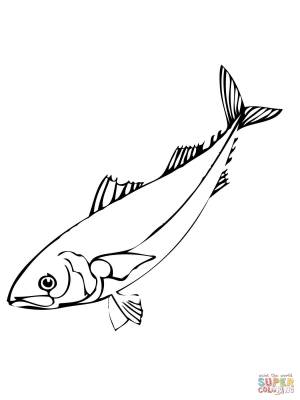 Раскраска Рыба сельдь