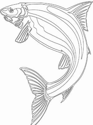 Раскраска рыба Сельдь картинка в формате  для мальчиков