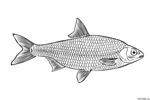Раскраски сельдь рыба плотва