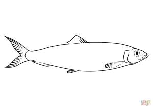 Раскраска Атлантическая сельдь